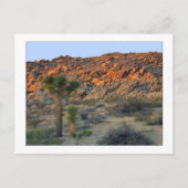 "Joshua Tree with Offspring" Briefkaart (Voorkant)
