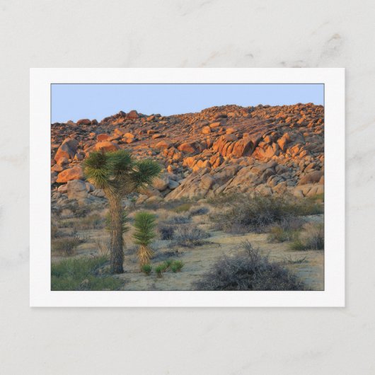 "Joshua Tree with Offspring" Briefkaart (Voorkant)