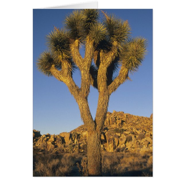 Joshua Tree, Yucca brevifolia), en graniet (Voorkant)