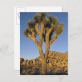 Joshua Tree, Yucca brevifolia) en graniet Briefkaart (Voorkant / Achterkant)