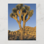 Joshua Tree, Yucca brevifolia) en graniet Briefkaart (Voorkant)