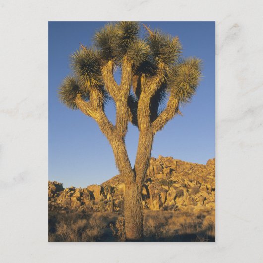 Joshua Tree, Yucca brevifolia) en graniet Briefkaart (Voorkant)