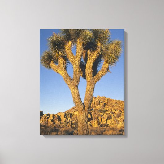Joshua Tree, Yucca brevifolia), en graniet Canvas Afdruk (Voorkant)