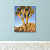 Joshua Tree, Yucca brevifolia), en graniet Canvas Afdruk (Insitu (Houten vloer))