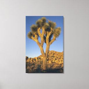 Joshua Tree, Yucca brevifolia), en graniet Canvas Afdruk