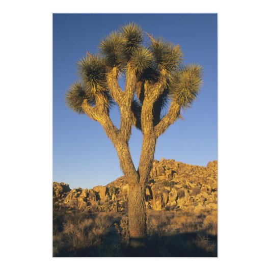 Joshua Tree, Yucca brevifolia) en graniet Foto Afdruk (Voorkant)