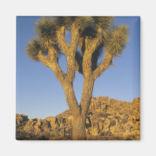 Joshua Tree, Yucca brevifolia) en graniet Magneet