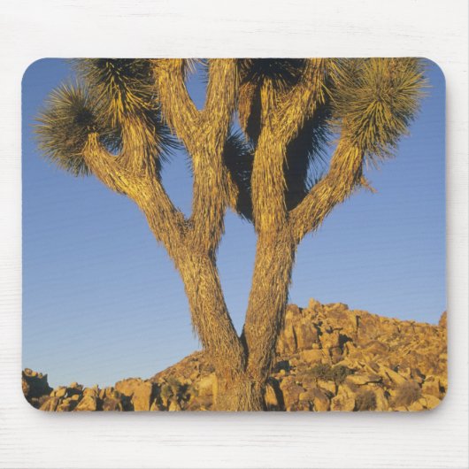 Joshua Tree, Yucca brevifolia) en graniet Muismat (Voorkant)