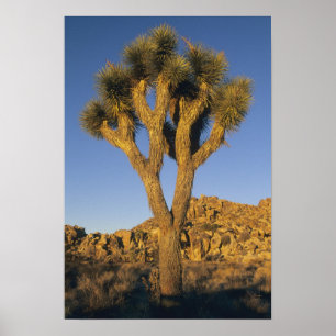 Joshua Tree, Yucca brevifolia) en graniet Poster