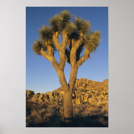 Joshua Tree, Yucca brevifolia) en graniet Poster (Voorkant)