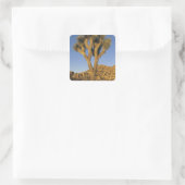 Joshua Tree, Yucca brevifolia) en graniet Vierkante Sticker (Tas)
