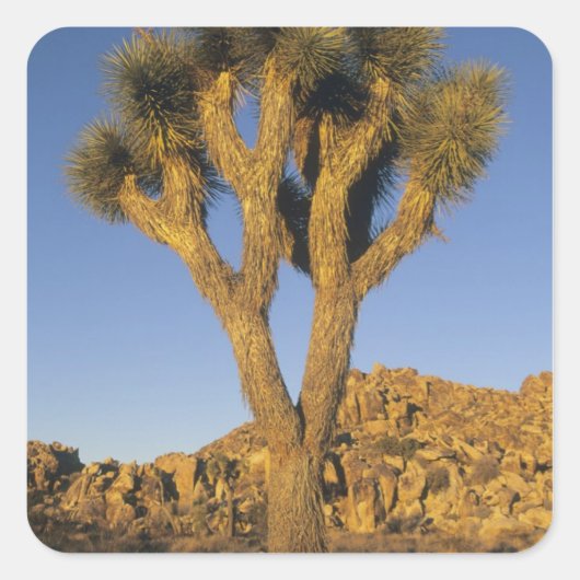 Joshua Tree, Yucca brevifolia) en graniet Vierkante Sticker (Voorkant)