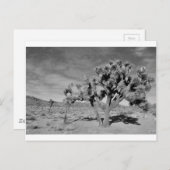 Joshua Tree (zwart-wit) Briefkaart (Voorkant / Achterkant)
