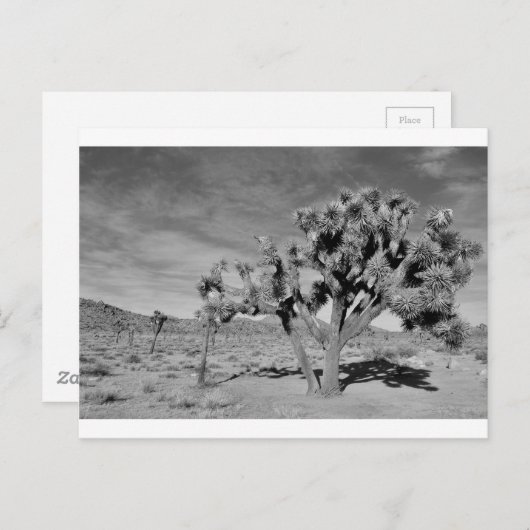Joshua Tree (zwart-wit) Briefkaart (Voorkant / Achterkant)