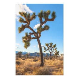 Joshua Trees Foto Afdruk