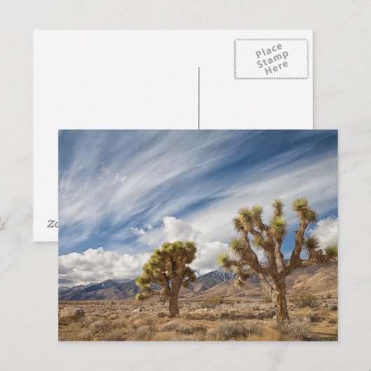 Joshua Trees in woestijn Briefkaart (Voorkant / Achterkant)