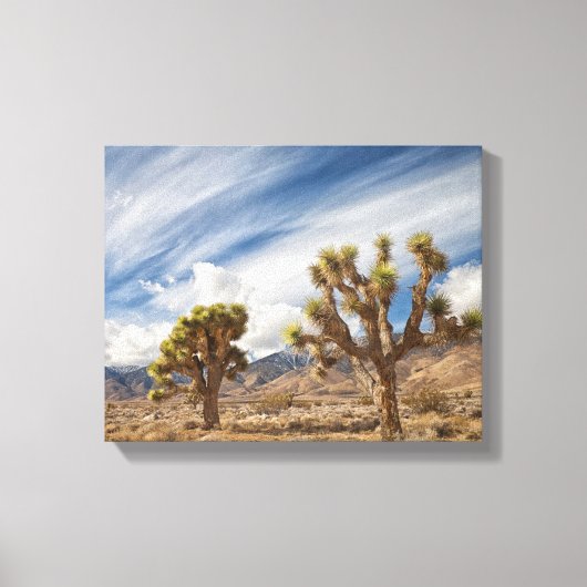 Joshua Trees in woestijn Canvas Afdruk (Voorkant)