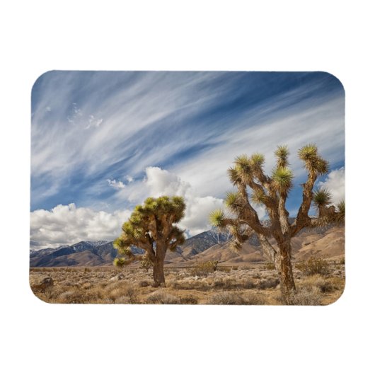 Joshua Trees in woestijn Magneet (Horizontaal)