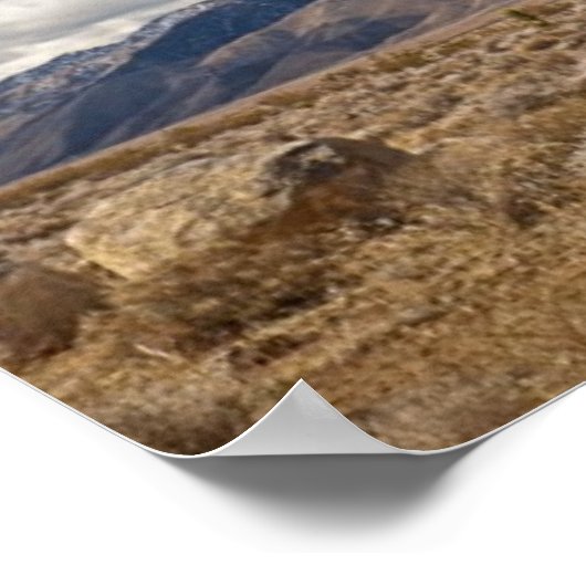 Joshua Trees in woestijn Poster (Hoek)