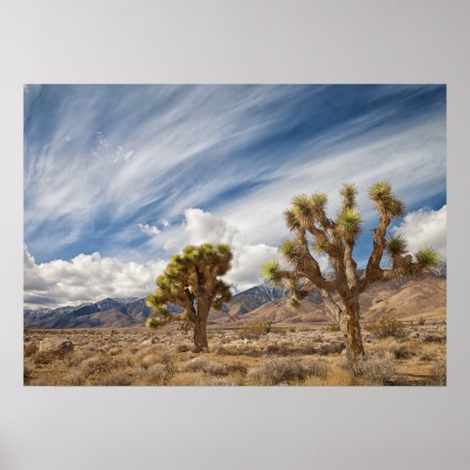 Joshua Trees in woestijn Poster (Voorkant)