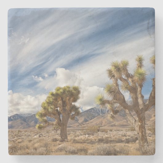 Joshua Trees in woestijn Stenen Onderzetter (Voorkant)