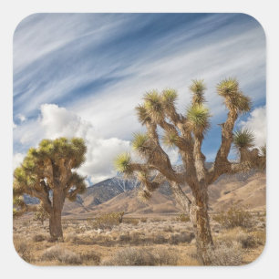 Joshua Trees in woestijn Vierkante Sticker