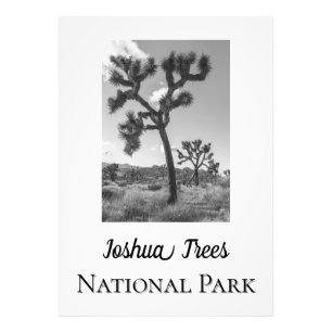 Joshua Trees Nationaal Park Foto Afdruk