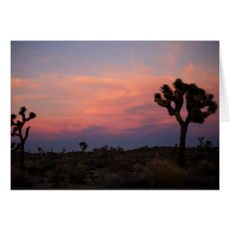 Joshua Trees op Sunset