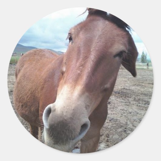 Josie, de grappige muilezel ronde sticker (Voorkant)