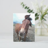 Josie, de grappige mule briefkaart (Staand voorkant)