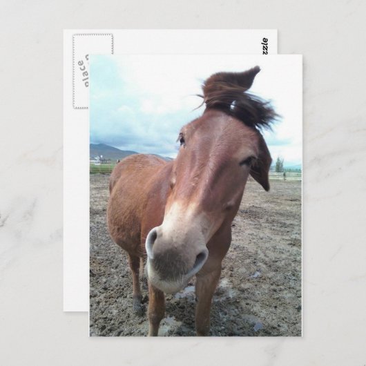 Josie, de grappige mule briefkaart (Voorkant / Achterkant)