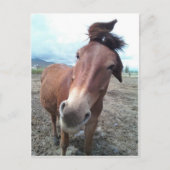 Josie, de grappige mule briefkaart (Voorkant)