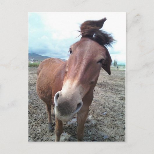 Josie, de grappige mule briefkaart (Voorkant)