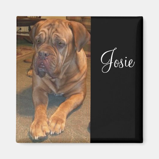 Josie de mastif. Verander de naam van je mastif Magneet (Voorkant)