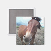 Josie de Mule Magneet (Voorkant / Achterkant)