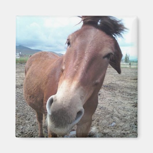 Josie de Mule Magneet (Voorkant)