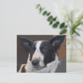 Jou Missende Border Collie Hond Perky Oren Foto Briefkaart (Staand voorkant)