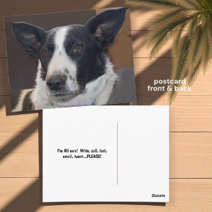 Jou Missende Border Collie Hond Perky Oren Foto Briefkaart