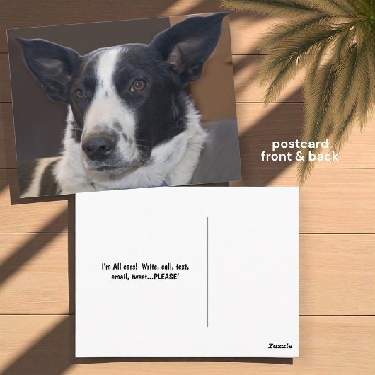 Jou Missende Border Collie Hond Perky Oren Foto Briefkaart