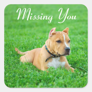 Jou Missende Pitbull Puppies Hond Greeting Sticker