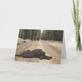 Jou mist Chocolate Lab op Bospad Sjabloon (Voorkant)