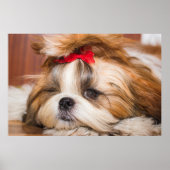 Jouw huisdier hond puppy aangepaste foto poster (Voorkant)