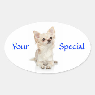 Jouw speciale Chihuahua met haar Sticker