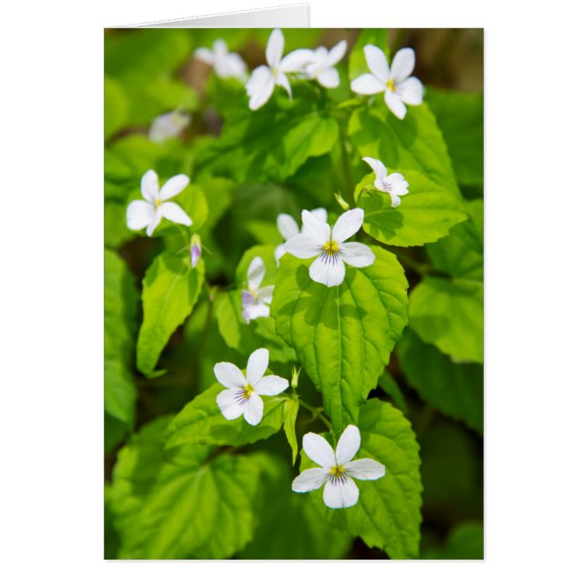 Joyce Kilmer-Slickrock Wilderness (Voorkant)