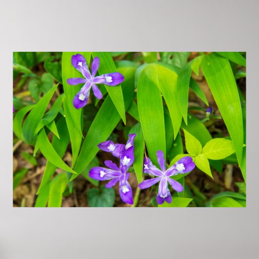 Joyce Kilmer-Slickrock Wilderness 2 Poster (Voorkant)