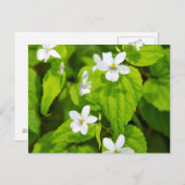 Joyce Kilmer-Slickrock Wilderness Briefkaart (Voorkant / Achterkant)