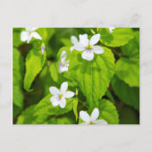 Joyce Kilmer-Slickrock Wilderness Briefkaart (Voorkant)