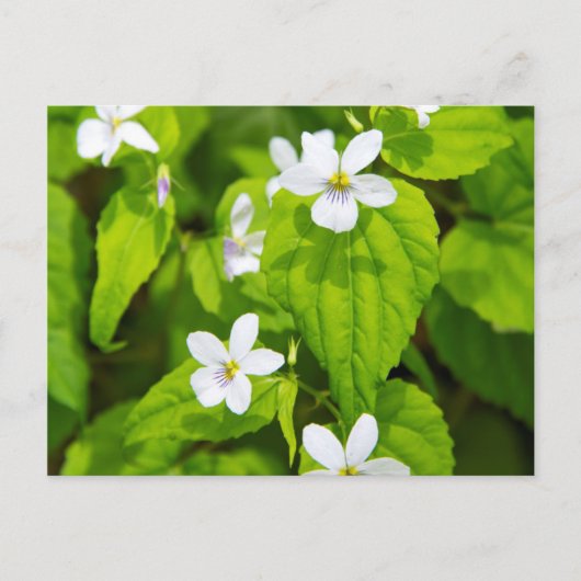 Joyce Kilmer-Slickrock Wilderness Briefkaart (Voorkant)