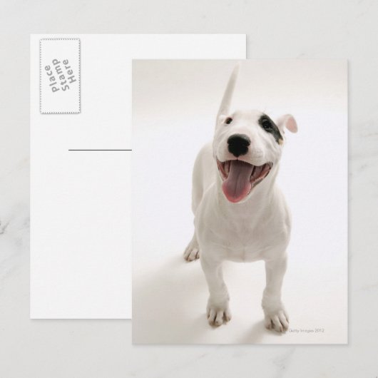 Joyful Bull doodsbang Briefkaart (Voorkant / Achterkant)