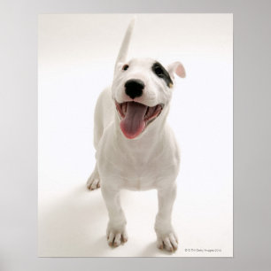 Joyful Bull doodsbang Poster
